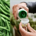 fertilizer for bean plants