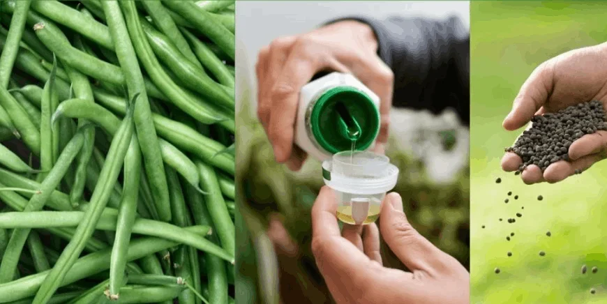fertilizer for bean plants
