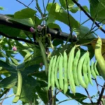 fertilizer for bush beans