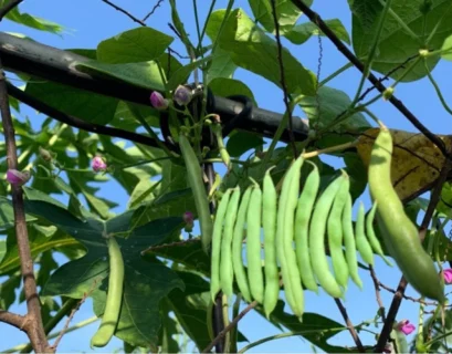fertilizer for bush beans
