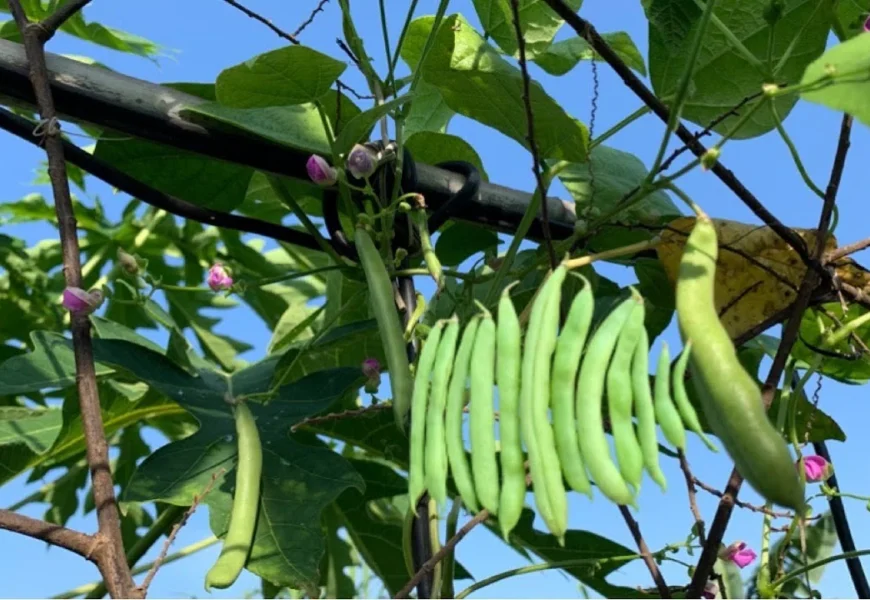 fertilizer for bush beans