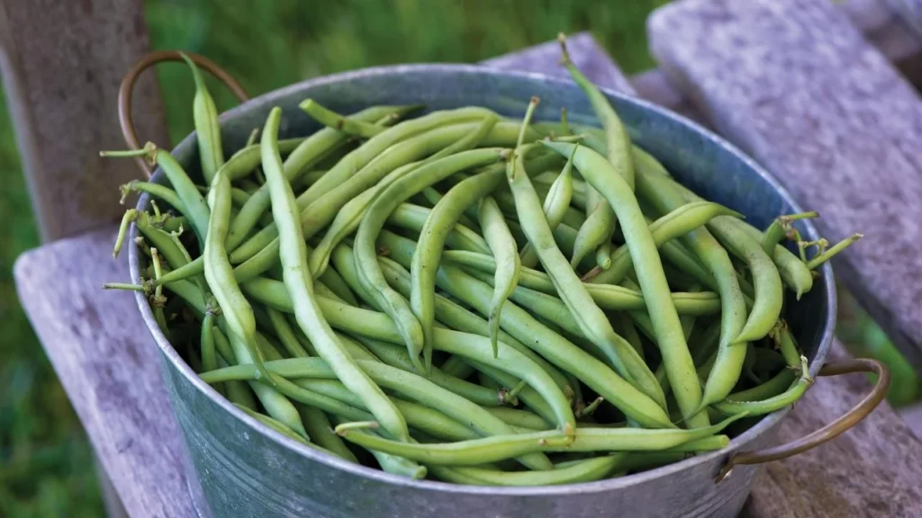 high yield green bean harvest from fertilizer