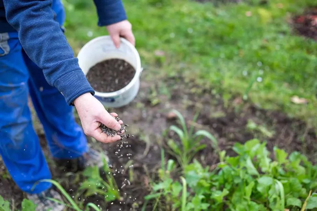 applying granular fertilizer to bush beans A close-up of a gardener's hand scattering granular fertilizer pellets or soil amendments from a white bucket onto a garden bed filled with young green vegetable plants.