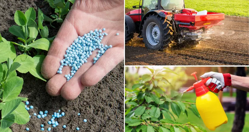 methods of applying fertilizer to bush beans A three-panel collage demonstrating plant feeding methods: a close-up of blue NPK granular pellets in a hand next to young green sprouts, a red tractor broadcasting fertilizer on a field, and a hand using a yellow pressure sprayer on green foliage.