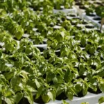 germinate pepper seeds paper towel