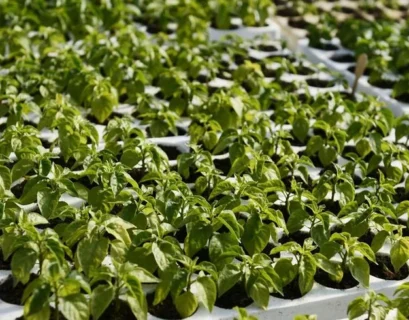 germinate pepper seeds paper towel