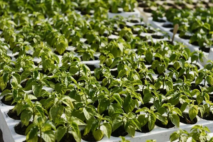 germinate pepper seeds paper towel