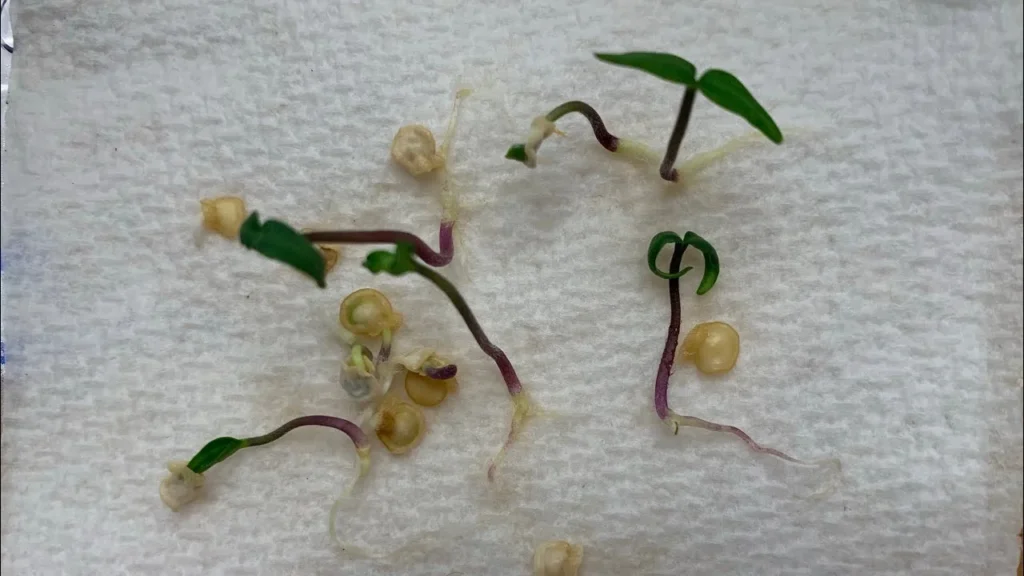 Several sprouted pepper seeds with visible green leaves, purple stems, and white roots growing on a damp white paper towel.