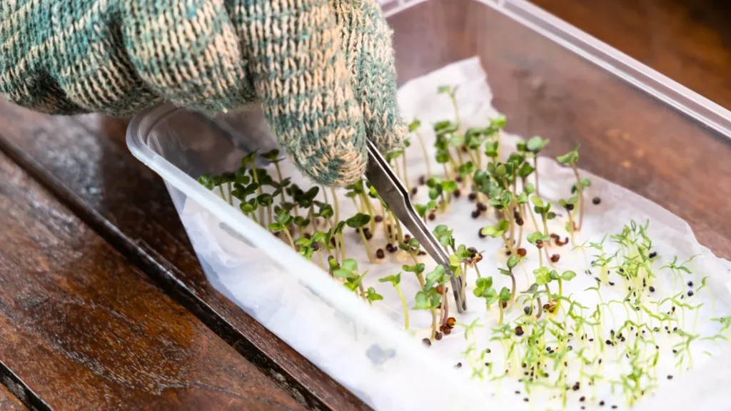 A person wearing a gardening glove uses metal tweezers to carefully pick up a small green seedling from a plastic container lined with a damp paper towel.