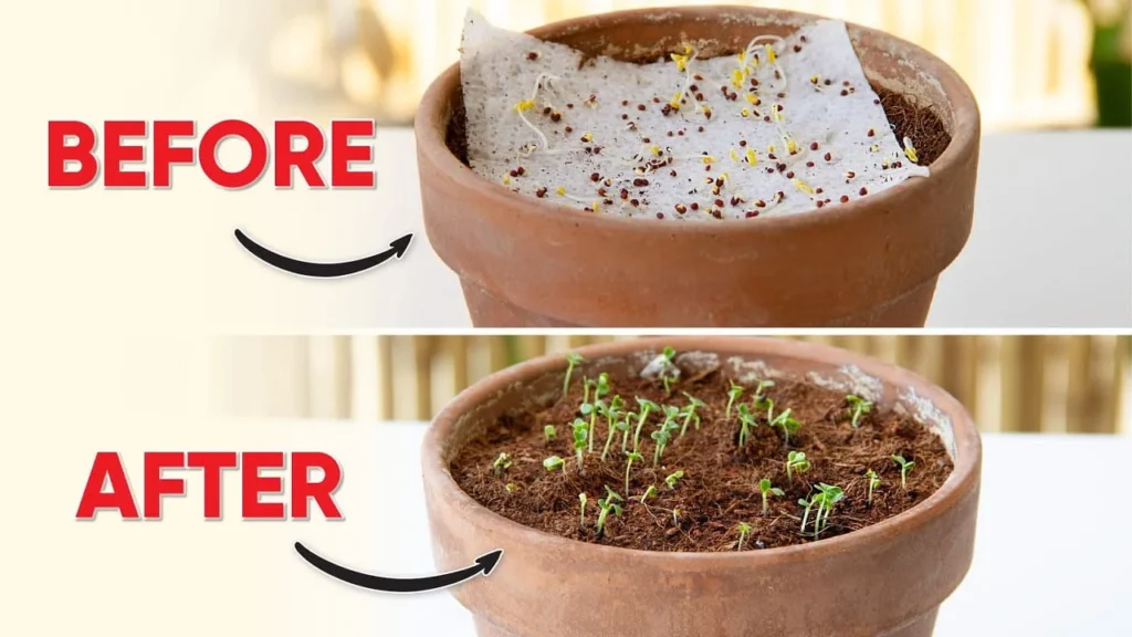 germinating pepper seeds paper towel 