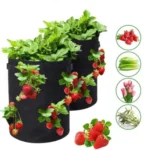 grow strawberries in a bag