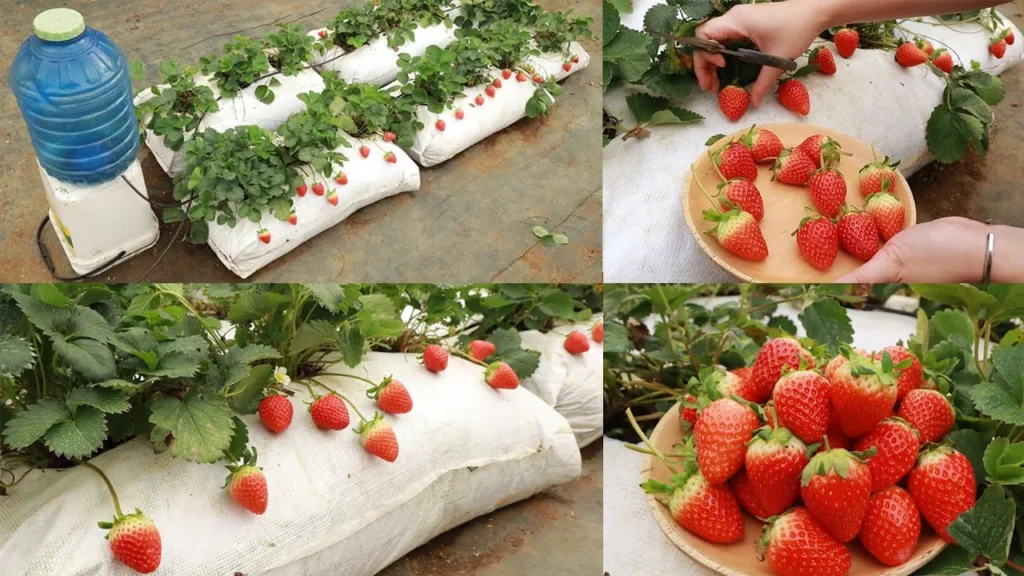 A collage showing how to grow strawberries in white plastic bags, featuring a DIY drip irrigation setup with a blue bottle and hands harvesting fresh red strawberries into a wooden bowl.