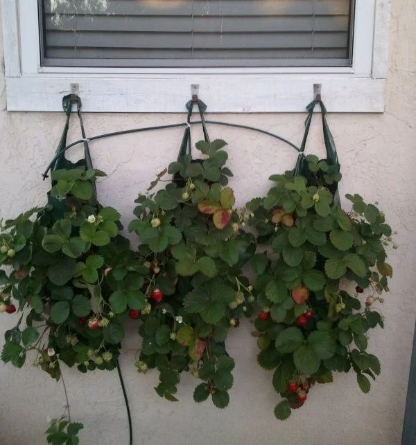 Three dark green vertical growing bags filled with lush strawberry plants hanging from hooks on a wall beneath a window, displaying green leaves and small ripening red strawberries.