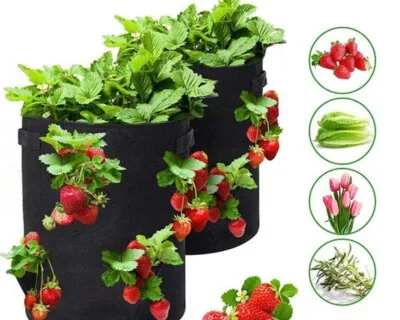 grow strawberries in a bag