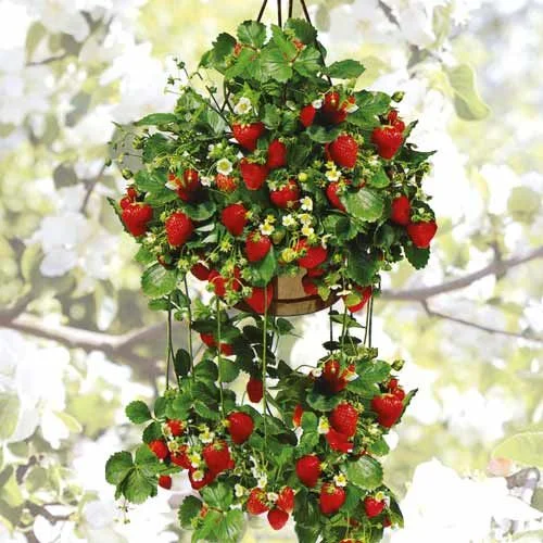 A lush, tiered hanging basket filled with overflowing strawberry plants, heavily laden with bright red ripe strawberries and small white blossoms against a blurred background of flowering orchard trees.