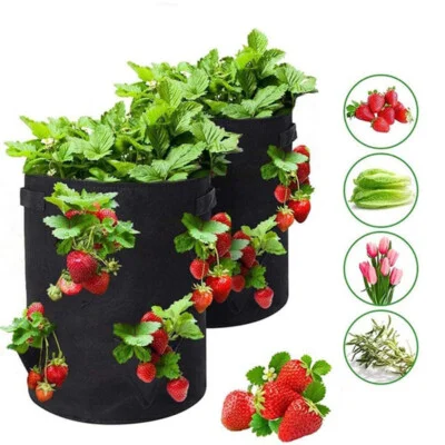 grow strawberries in a bag