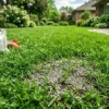 lawn fertilizer phosphorus