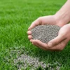 phosphate for lawns