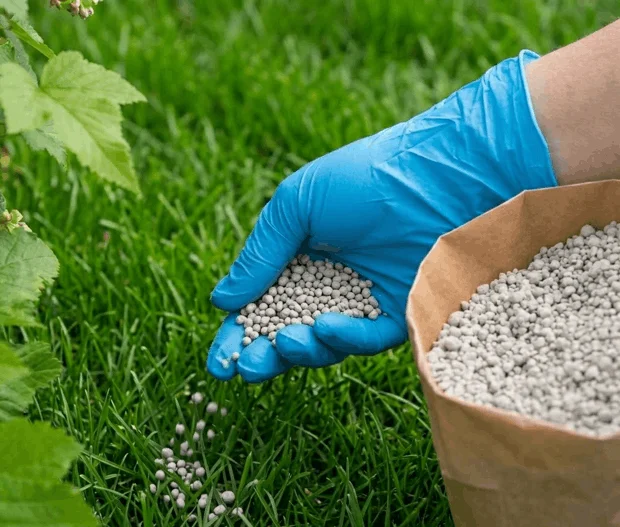 Applying Phosphate Fertilizer to Lawn Grass A close-up view of a person wearing a blue protective glove, holding a handful of cement-gray granular phosphate fertilizer over a lush lawn. The granules are being sprinkled onto vibrant green grass blades directly from a brown paper bag.