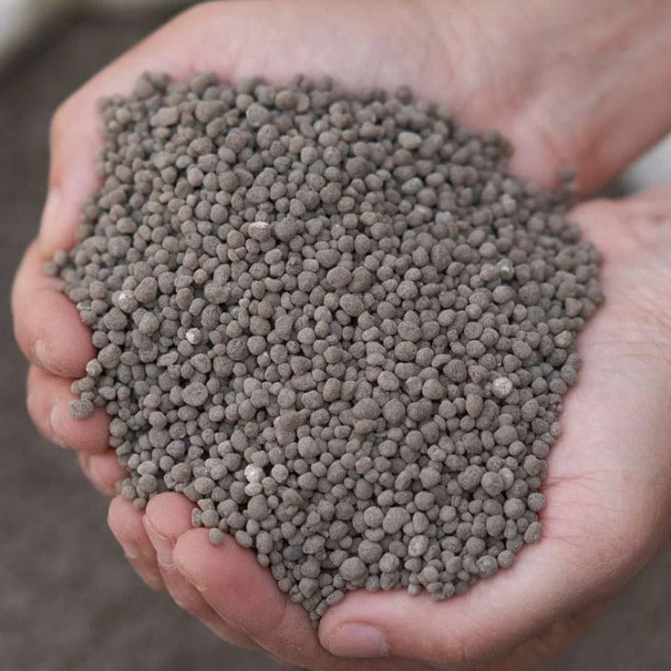 Granular Phosphate Fertilizer for Lawns and Gardens A close-up view of two cupped hands holding a large pile of cement-gray granular phosphate fertilizer pellets. The fertilizer consists of small, rounded, and irregularly shaped mineral stones.