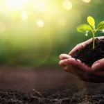phosphorus free fertilizers