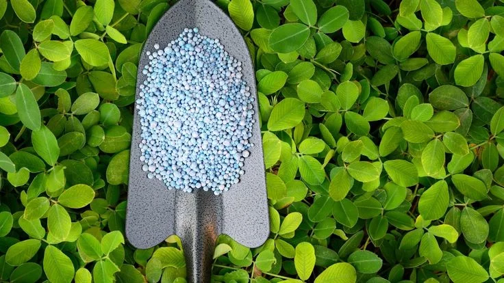 phosphorus free lawn fertilizer application.