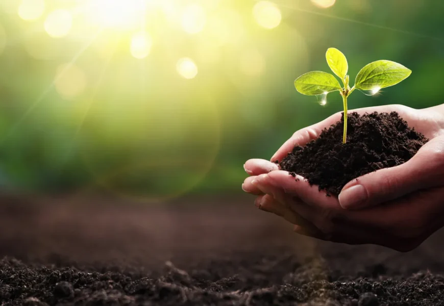 phosphorus free fertilizers