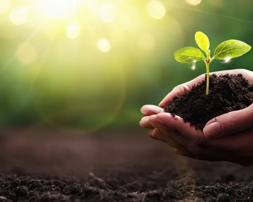 phosphorus free fertilizers