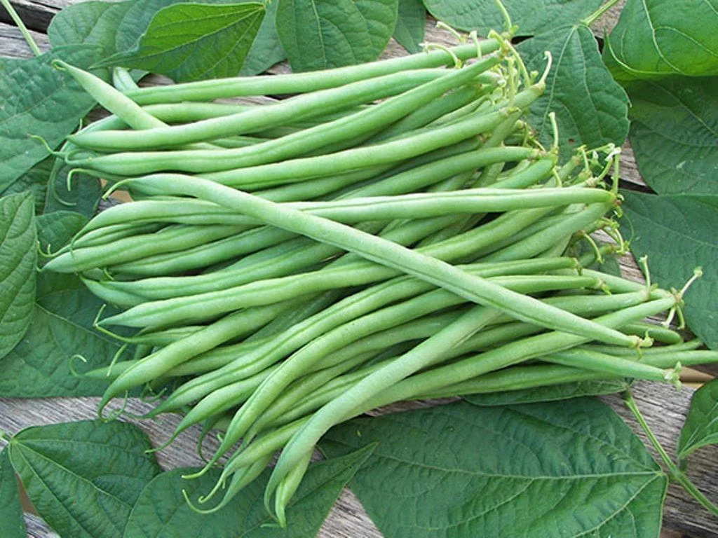 pole bean harvest fertilizer yield A large pile of freshly harvested, crisp green pole beans resting on top of lush green bean leaves on a rustic wooden surface.