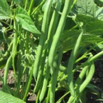 pole bean fertilizer
