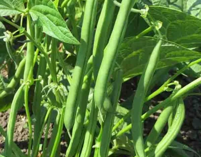 pole bean fertilizer