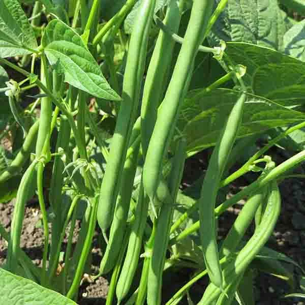 pole bean fertilizer