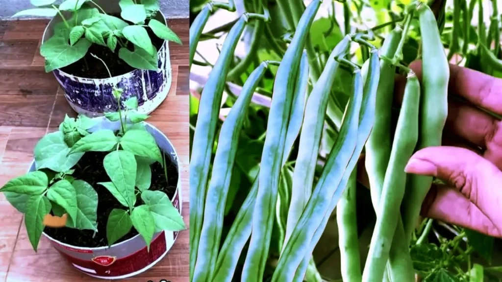 The Results of Using Pole Bean Fertilizer on Container Grown Beans A split-panel image, where the left side shows two young, healthy pole bean plants growing in repurposed metal tins on a tiled floor. The right side is a close-up of a hand holding a large cluster of long, light-green bean pods, demonstrating the successful harvest and crop yield resulting from the use of pole bean fertilizer on a mature plant.