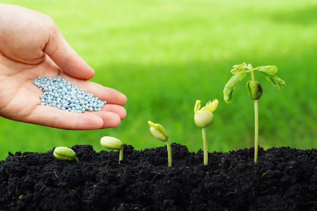 pole bean growth stages and fertilizer A hand holding blue fertilizer granules next to a row of bean sprouts demonstrating five sequential stages of seedling growth in dark soil.