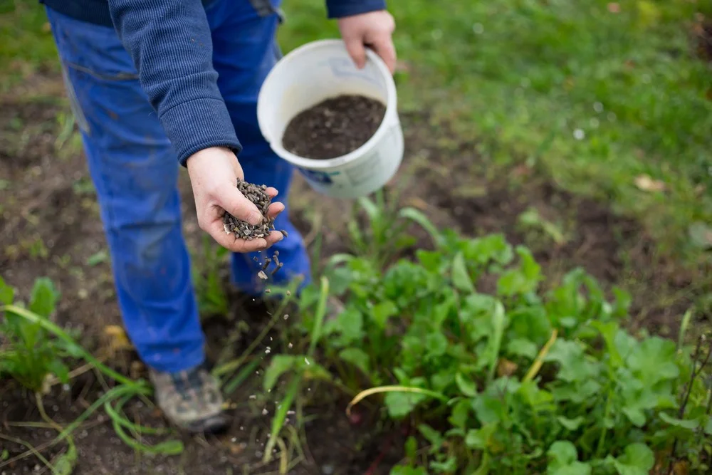 Applying pole bean fertilizer to Garden Soil pole bean fertilizer application in garden.