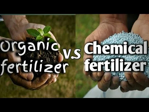 organic vs chemical pole bean fertilizer A side-by-side comparison graphics chart showing hands holding dark organic soil with a green sprout on the left captioned 'Organic fertilizer', versus hands holding blue synthetic pellets on the right captioned 'Chemical fertilizer' for pole bean plant nutrition.