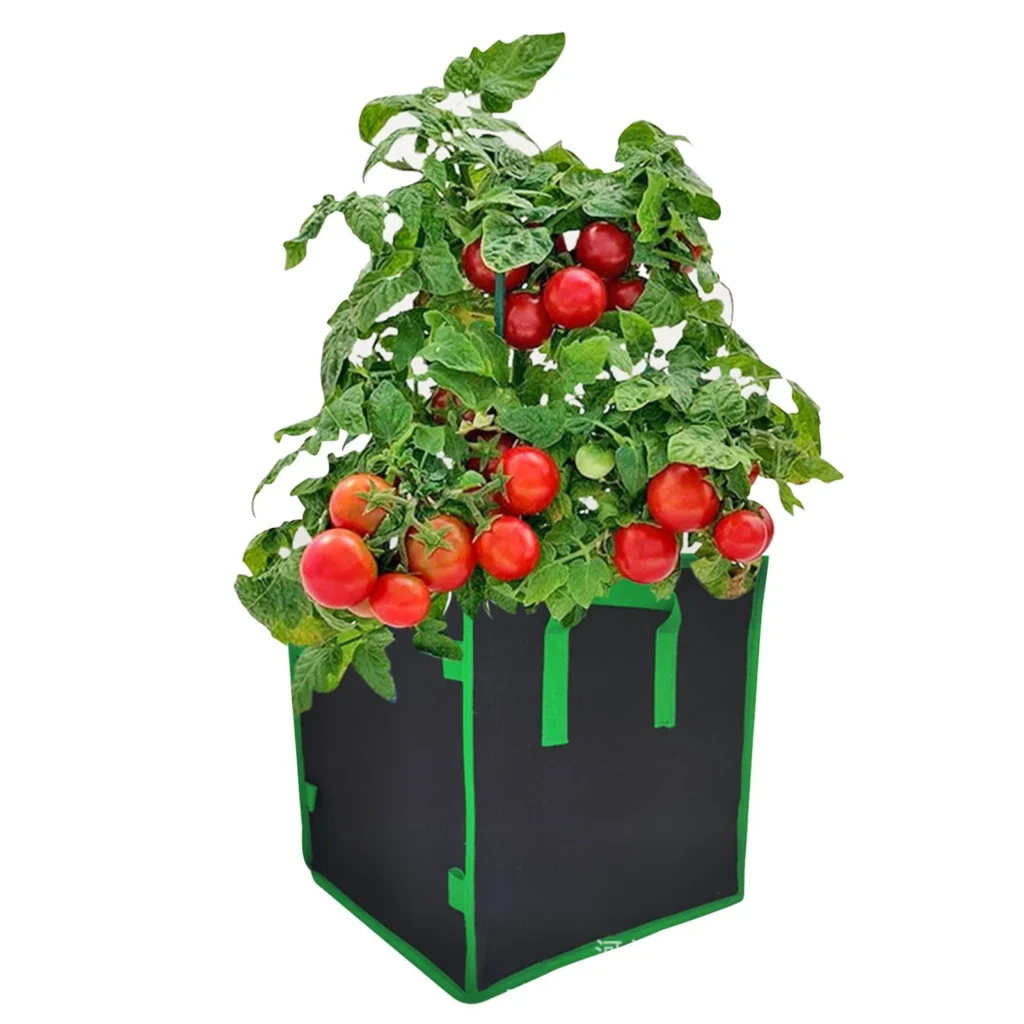 A square black fabric grow bag with bright green trim and handles containing a lush, mature tomato plant heavily loaded with clusters of ripe red tomatoes, isolated on a white background.
