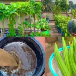 vegetable liquid fertilizer