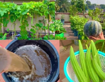 vegetable liquid fertilizer