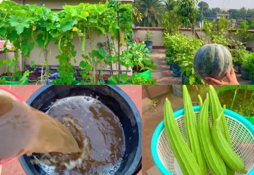 vegetable liquid fertilizer