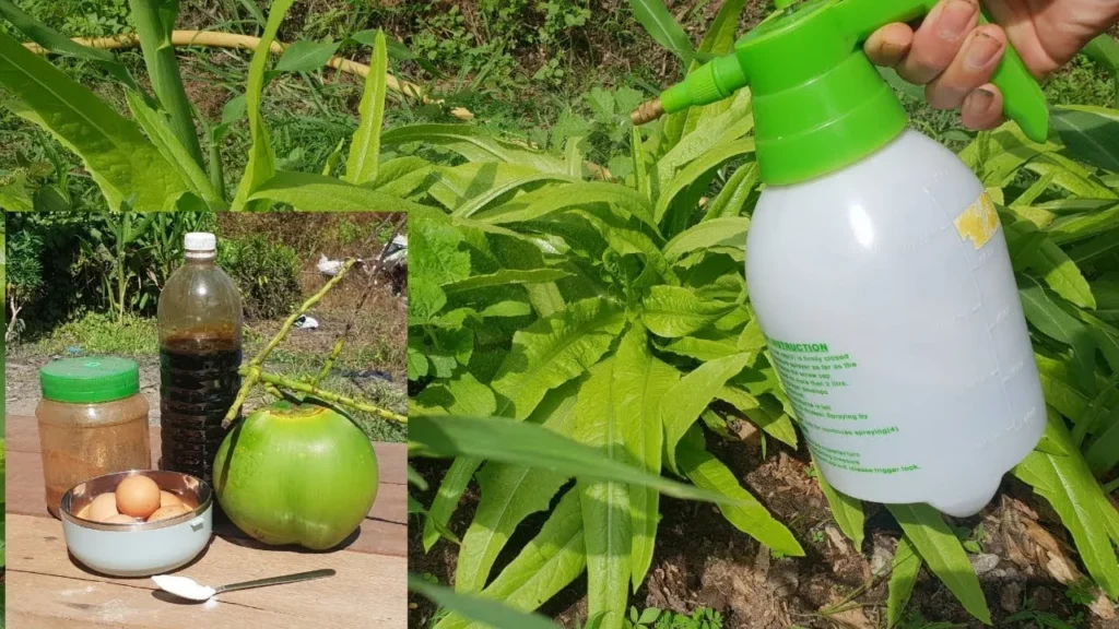 diy-organic-vegetable-liquid-fertilizer A hand spraying leafy green vegetable plants using a white garden pressure sprayer. An inset shows DIY fertilizer ingredients: kitchen scraps, a bottle of dark liquid, a green coconut, eggs, and a spoonful of powder.