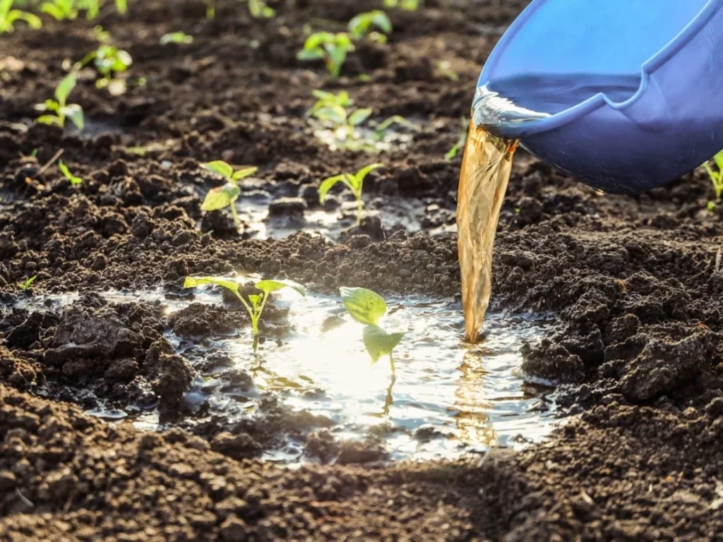 applying-organic-liquid-fertilizer-to-vegetable-seedlings Pouring brown organic liquid fertilizer from a blue plastic pitcher directly onto the soil around young green vegetable seedlings in a garden bed.