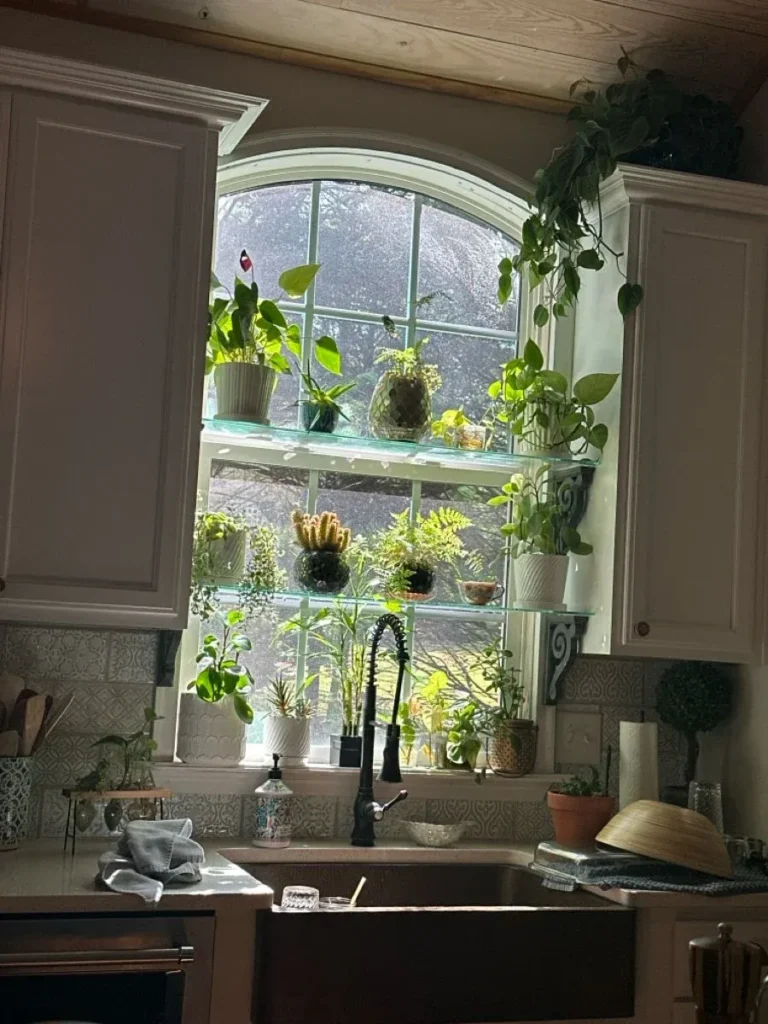 An arched kitchen window fitted with clear glass shelves filled with various potted houseplants and succulents. Below, a black gooseneck faucet sits over a dark apron sink surrounded by patterned tile backsplash and white cabinets. Vibrant green vines cascade down from the top of the adjacent cabinetry, creating a lush indoor garden view.