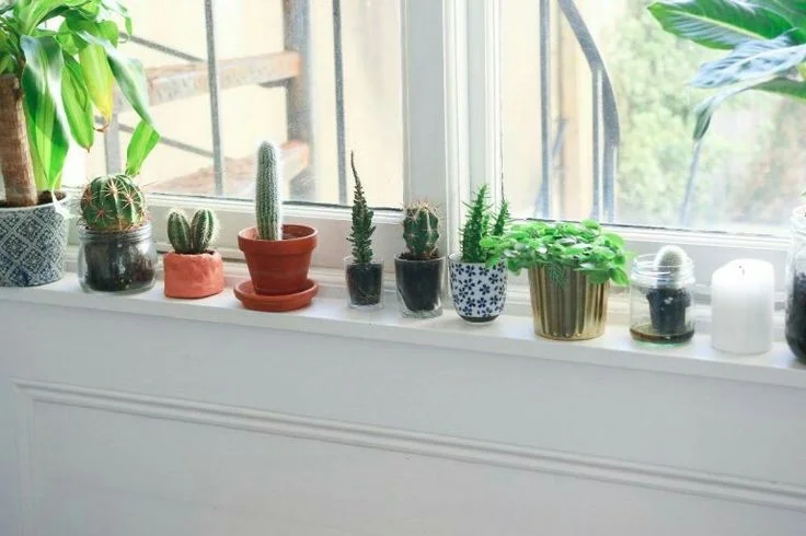 Multiple tiny potted cacti and green succulents arranged in a neat row on a white window sill to maximize natural sunlight.