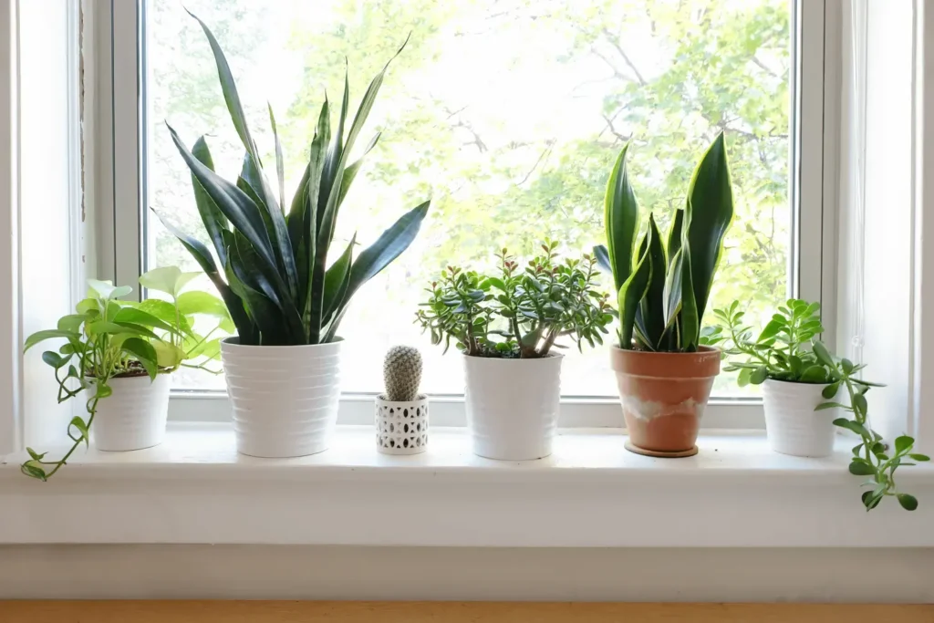 A collection of different potted houseplants, succulents, and cacti sitting on a bright window sill to maximize natural sunlight.