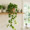 window shelf ideas