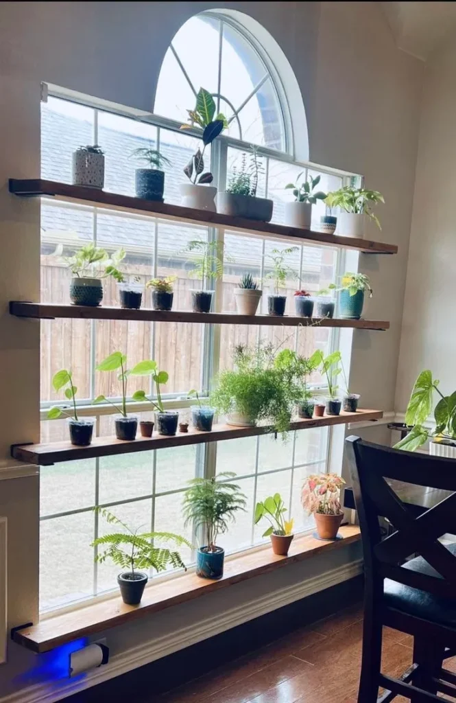 Four dark stain wooden floating shelves spanning across a tall grid window with an arched top, holding numerous potted house plants and small plant cuttings in sunlight.
